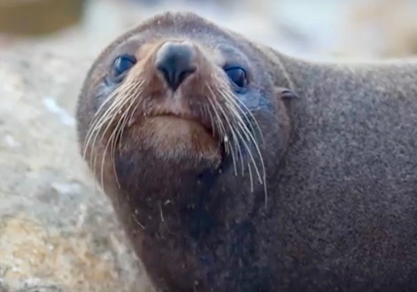 Otago operator seeks permit to run seal watching tours