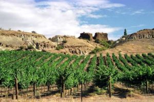Wine tourism another asset for Central Otago