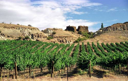 Wine tourism another asset for Central Otago