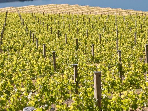 Misha’s Vineyard unveils new tasting room as wine tourism grows