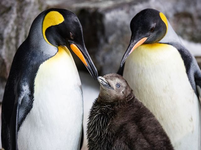 Same-sex penguin couple celebrate World Penguin Day with foster chick