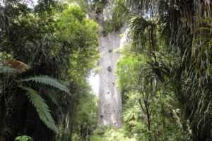 Kauri dieback: Tāne Mahuta in the clear, BOP tracks to close for upgrade