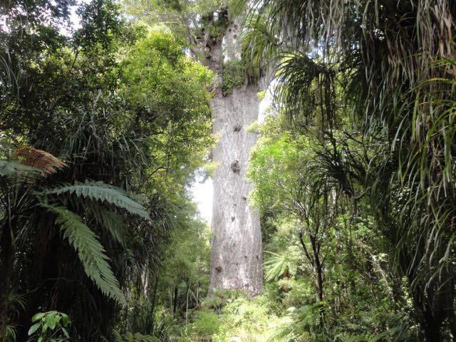 Kauri dieback: Tāne Mahuta in the clear, BOP tracks to close for upgrade
