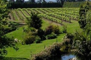 Northland winery & hospitality businesses up for sale
