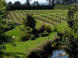 Northland winery & hospitality businesses up for sale