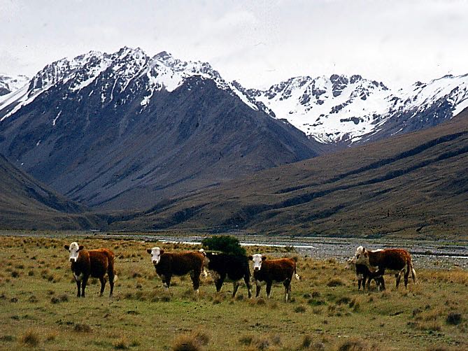 Perspectives: A foot and mouth outbreak in NZ would affect more than agriculture – tourism needs a plan too