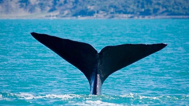 Whale Watch’s Ngapora “keen to contribute” to regions