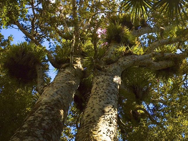 Govt invests $32m in kauri protection