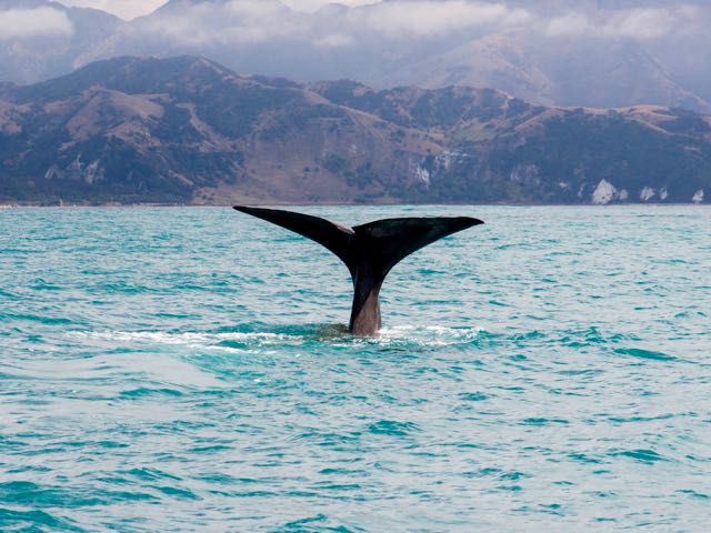 Whale collisions unheard of near Kaikōura – operators
