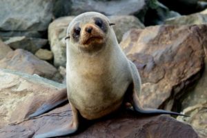 DOC seeks seal sightings in Hauraki Gulf, Coromandel