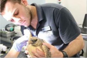 Kelly Tarlton’s: NZ’s first interactive turtle rehabilitation plan launches