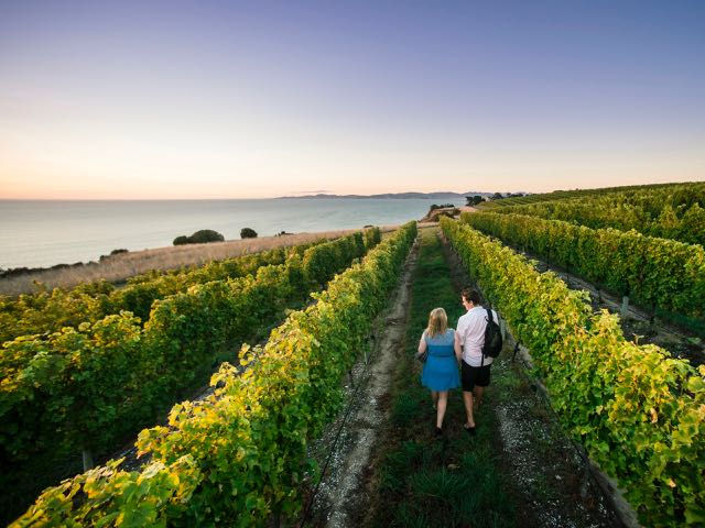 Wine tourism ripe for the picking