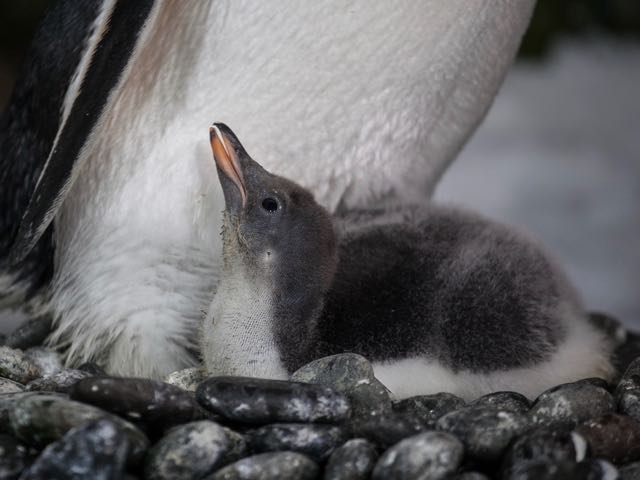 Baby penguins off to swimming start