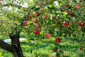 Hawke’s Bay Tourism launches campaign to help apple industry