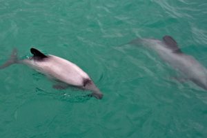 Rare Hector’s dolphin spotted in Coromandel
