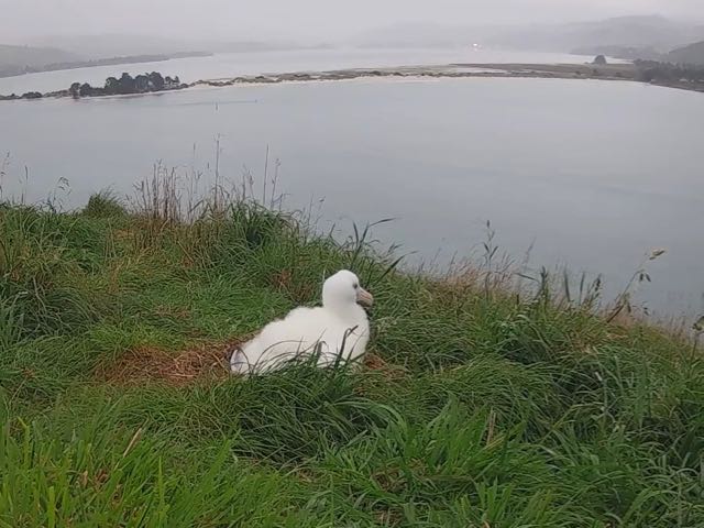 Watch: DOC’s latest Royal cam albatross chick has a name