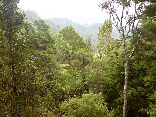 15 people trespassed for flouting Kauri compliance rules