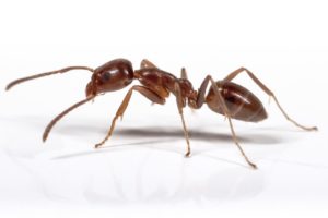 Operators urged to help combat Argentine ants