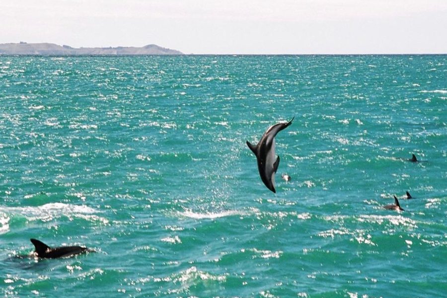 Dolphin tour operators push back on Otago uni research