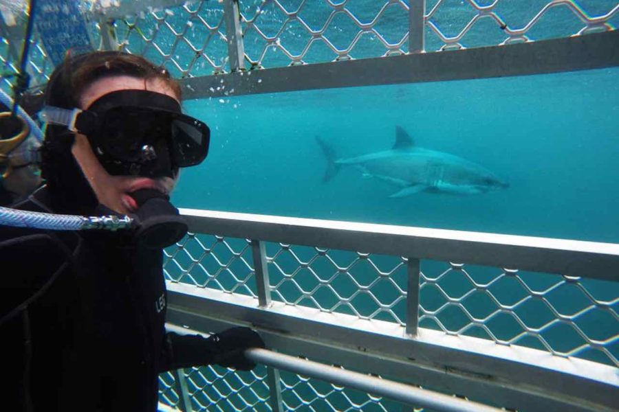 Dowie: Due diligence done on shark cage diving
