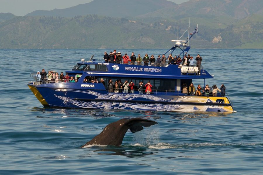 Whale Watch closes to end of June, Transport World shuts doors