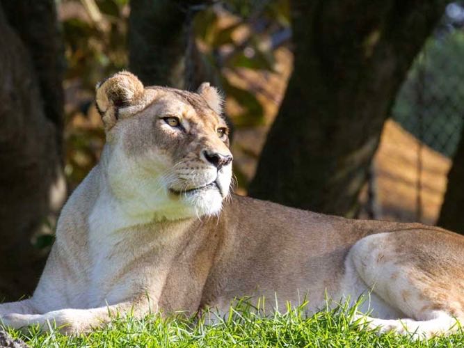Auckland Zoo farewells much-loved lions