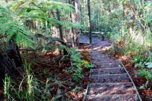 Govt injects $2m to re-open tracks closed due to kauri dieback