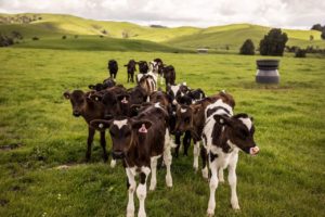Dairy becomes NZ’s top export earner as tourism falls