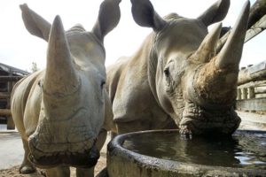 Rhino Jamila may become proud mum – Auckland Zoo