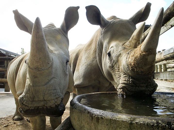 Rhino Jamila may become proud mum – Auckland Zoo