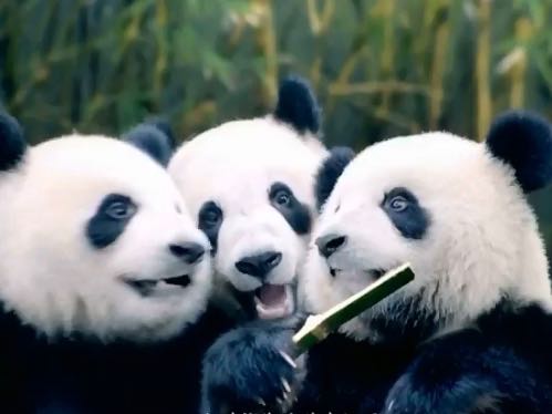 China Southern launches giant panda competition