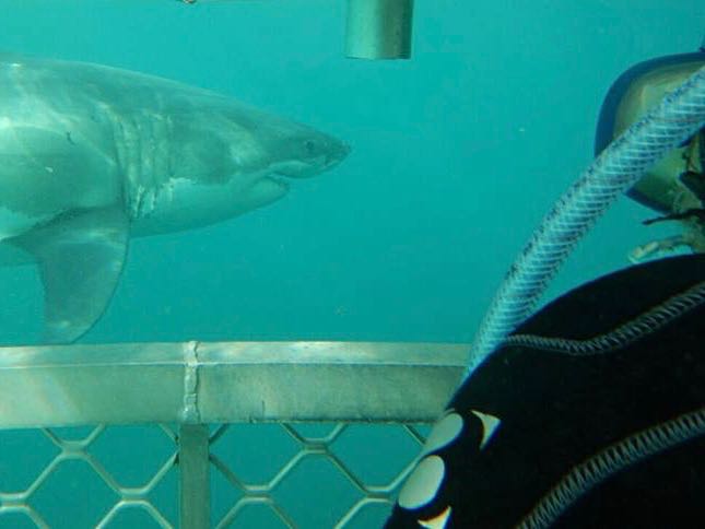 MP: Law can be changed to allow shark cage diving