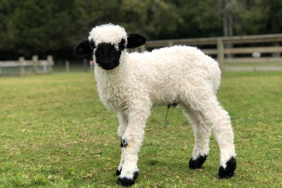 Visitors ‘flock’ to Agrodome to see new Valais Blacknose lambs