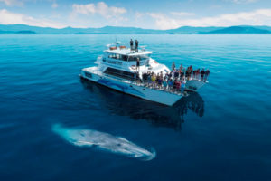 Entrada buys Auckland Whale & Dolphin Safari