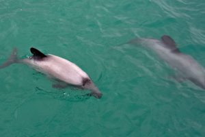 Another dead Hector’s dolphin discovered