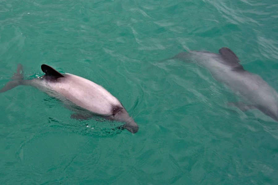 $30m Hector’s dolphin eco-tourism industry at risk – operator