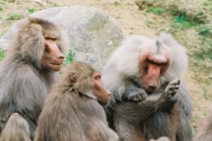 Wellington Zoo euthanises baboons
