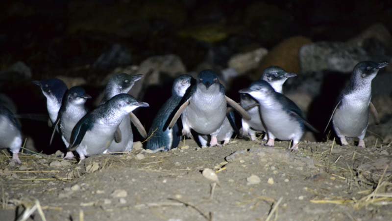Do not cuddle the penguins – DOC