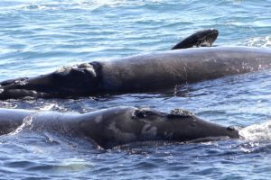 Social media helps track rare whales