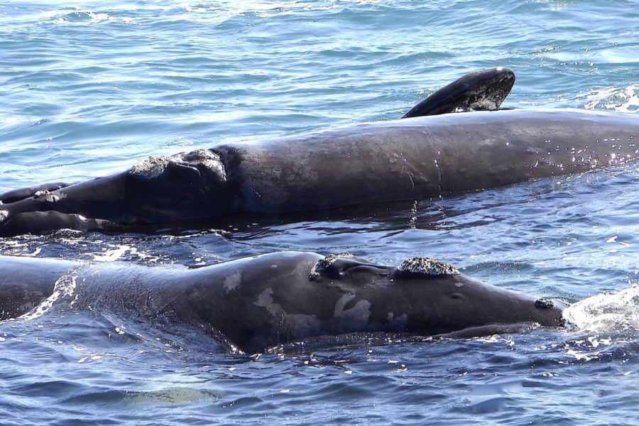 DOC calls on public to report sightings of rare southern right whales