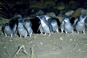 New eco-tourism experience sees visitors care for endangered penguins