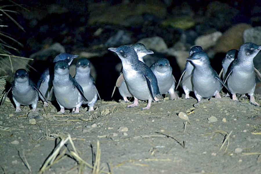 DOC warns people handling little blue penguins