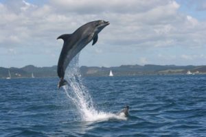 Bay of Islands marine sanctuary to launch, limits approach to 300m