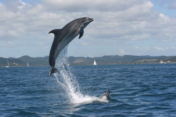 Bay of Islands marine sanctuary to launch, limits approach to 300m