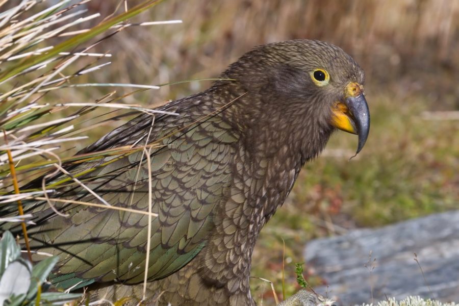 Kea conservation wins for The Remarkables
