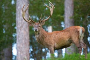 Mountain Safety Council, ACC ask hunters to ‘have a hmm’ this roar
