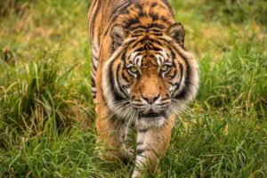 Orana Park tiger euthanased