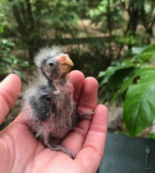 Pūkaha breeds New Zealand’s rarest parakeet