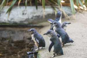 National Aquarium launches Penguin of the Year campaign