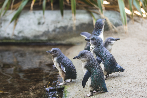 National Aquarium launches virtual penguin encounter